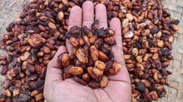 Cocoa beans or Chocolate Fruit are the seeds of the fruit of the cocoa tree or Theobroma cacao. Cocoa Fruit photo