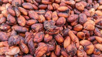 Cocoa beans or Chocolate Fruit are the seeds of the fruit of the cocoa tree or Theobroma cacao. Cocoa Fruit photo