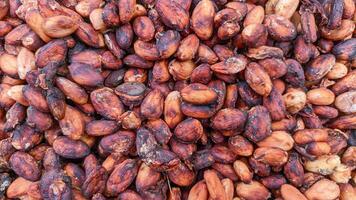 Cocoa beans or Chocolate Fruit are the seeds of the fruit of the cocoa tree or Theobroma cacao. Cocoa Fruit photo