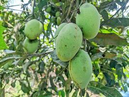 Unripe Green mangoes hanging on Branch. Fresh green mango on tree. Pakistani Mango. Bunch of Mango's. Mangos with tree. raw mango hanging on tree with leaf background in summer fruit photo