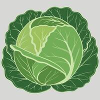 Fresh Cabbage Art for Wholesome Food Projects vector