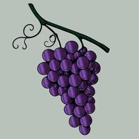 Colorful Grapes Illustration for Creative Design Projects vector