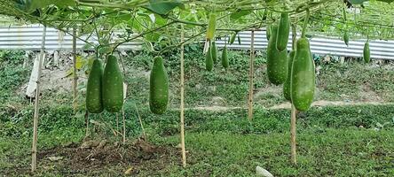 several green gourd hanging from a tree, Gourd vine vegetables on the vine, vegetables in a garden, vegetables in a greenhouse photo
