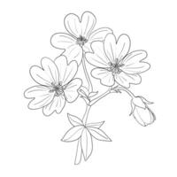Geranium. A middle note in perfumery. Outline illustration. vector
