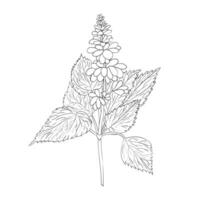 Patchouli. A base note in perfumery. Outline illustration. vector