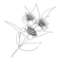 Myrrh. A base note in perfumery. Outline illustration. vector