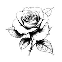 Black rose on white background. flower sketch vector
