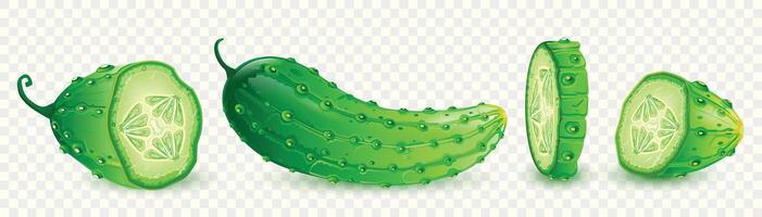 Realistic green cucumber, whole and sliced isolated . Element for salad recipes or market visuals. Illustration. vector
