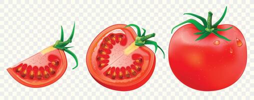Realistic tomato set isolated. Whole, sliced quarter, and halved tomatoes for design template and clipart. vector