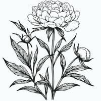 A black and white drawing of a peony flower, Collection of Peony flowers and leaves vector