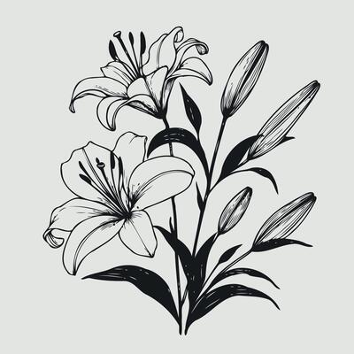 illustration of lily flowers, Vintage Floral Frame Hand
