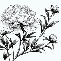 A black and white drawing of a peony flower, Bouquet of peony flower hand drawn pencil sketch coloring page and book for adults isolated on white background floral element illustration ink art vector