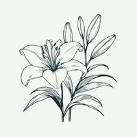A drawing of a lily on a white background, Hand Drawn Flowers Branch of Lilies on a white background, illustration lily in line art style. Template card, invitation, banner, tattoo, design element. vector