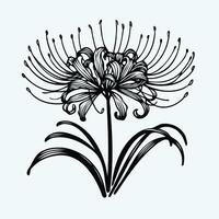 illustration of lily flowers A black and white drawing of a flower, a red spiderlily flower with long stems on a white background vector