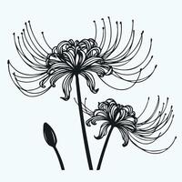 Black and white illustration of a flower, Hand drawn 3d red spider lily isolated on white background vector