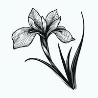 Flowers coloring pages, book, sketch of iris flower drawing, Hand drawn iris flower, botanical leaf bud illustration engraved ink art style. iris flower sketch vintage iris flowers drawing vector