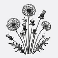 A black and white drawing of dandelions, Set of dandelion life cycle vector