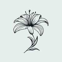 A black and white drawing of a lily, Single black line lily flower, open bud with stem and leaves, outline illustration vector