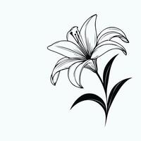 A black and white drawing of a lily, Lily flower arrangement line art on white background. Silhouette lilies botanical hand drawn element for wedding, invitation frame design illustration vector