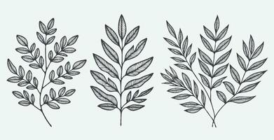Three different types of leaves are shown in this illustration, Hand - drawn autumn leaves outline from different trees, oak, maple, chestnut. Leaf line art collection for coloring books vector