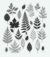 Set of hand drawn leaves illustration, Big set of leaves from different kind of trees isolated. Set of outline autumn leaf oak, maple, rowan and acorns. Set of line foliage. vector