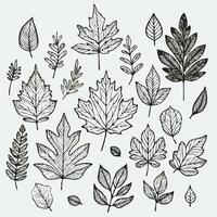 Set of hand drawn leaves illustration, Hand - drawn autumn leaves outline from different trees, oak, maple, chestnut. Leaf line art collection for coloring books, patterns, stickers vector
