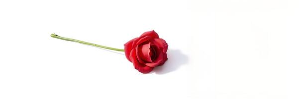 Single Red Rose Stem White Background Minimalist Style photo