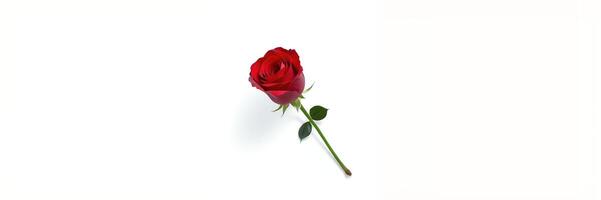 Single Red Rose Stem Minimalist White Background Design photo