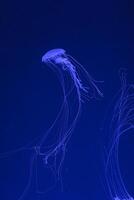 underwater shot of beautiful Chrysaora quinquecirha photo
