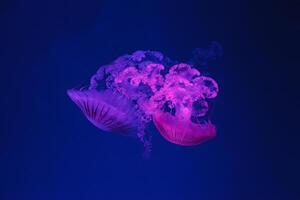underwater shooting of beautiful Chrysaora hysoscella photo