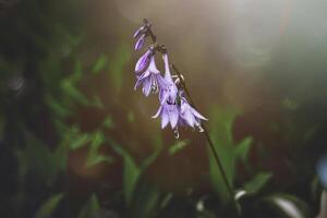 Delicate purple flowers hang gracefully from a single stem, surrounded by a soft, blurred background photo