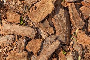 Dry tree bark texture photo