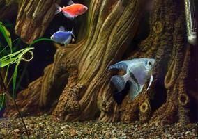 underwater photography of barbus tetrazona fish photo