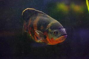underwater photography of fish Astronotus ocellatus photo