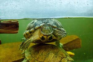 underwater photography of fish Trachemys scripta elegans photo