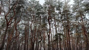 View on snowbound pine woodland at winter day. Snow-covered branches of coniferous trees at wild forest. Beautiful nature landscape at background. Tranquil and idyllic scene concept photo