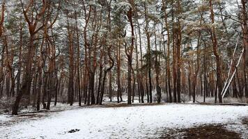 View on snowbound lawn at pine woodland at winter day. Snow-covered branches of coniferous trees at wild forest. Beautiful nature landscape at background. Tranquil and idyllic scene concept photo