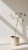 Minimalist potted plant on sunlit white surface with shadows. photo