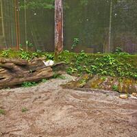 A giraffe in a zoo enclosure with a tree trunk photo