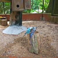 A bird sitting on a tree stump in a dirt area photo