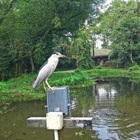 A bird is perched on a pole near a pond photo