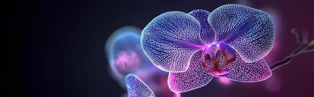 Close-up view of beautiful orchid flower with blurred background photo
