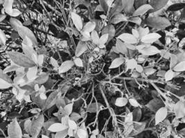 A loropetalum plant in black and white showcases a dense cluster of rounded textured leaves that overlap and creates an intricate pattern while highlighting shapes and shadows. photo