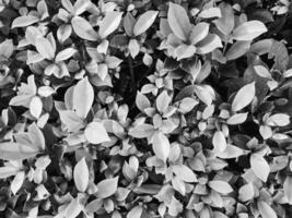 A loropetalum plant in black and white showcases a dense cluster of rounded textured leaves that overlap and creates an intricate pattern while highlighting shapes and shadows. photo