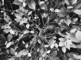 A loropetalum plant in black and white showcases a dense cluster of rounded textured leaves that overlap and creates an intricate pattern while highlighting shapes and shadows. photo