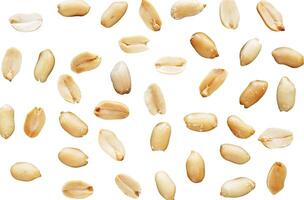 peanut texture background photo