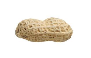whole peanut isolated photo