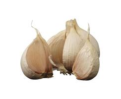 white onion isolated photo