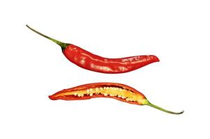 slice of chili isolated element photo