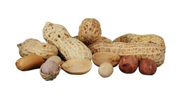 heap of peanut element photo